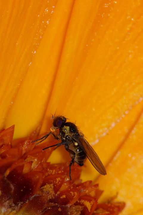 Dittero (meno di  2,5mm)...