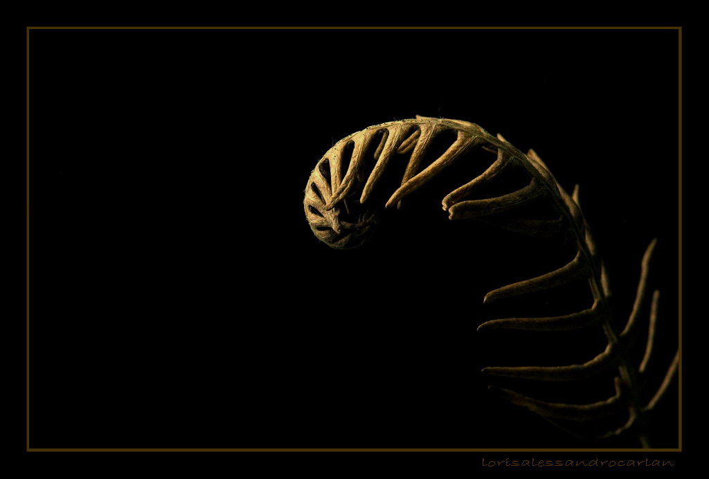 gold fern 2