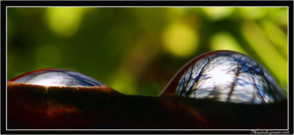 IL BOSCO in una GOCCIA