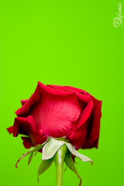 "Green"Rose