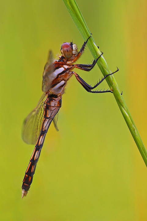 Libellula