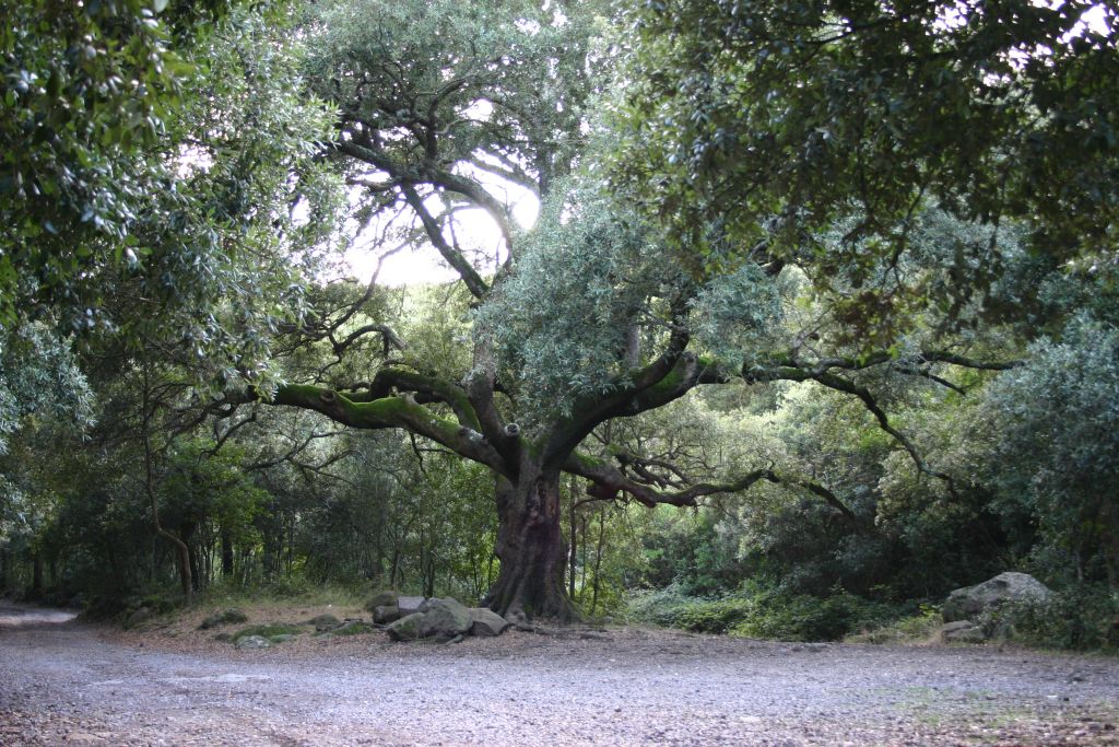 Quercia secolare