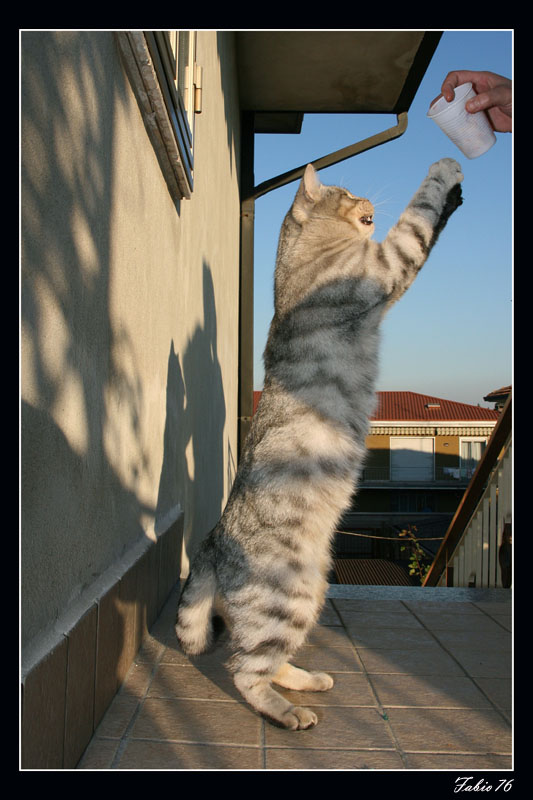 Dai dammi il bicchiere...