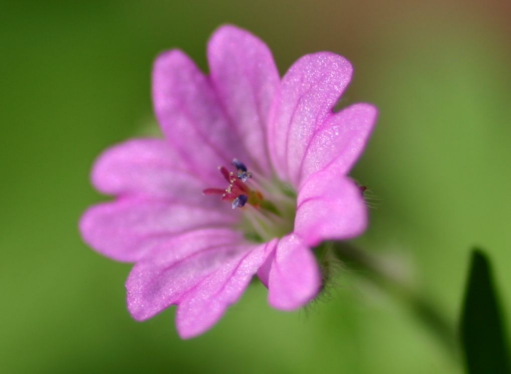 Fiore di campo esplosivo