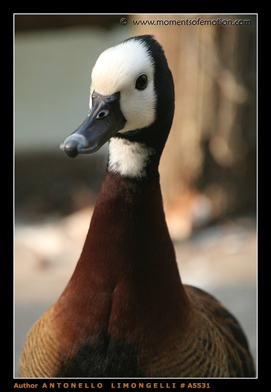 Cosa c'� da guardare?