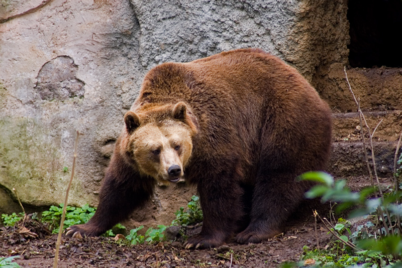 A passeggio...meglio non incontrarlo...