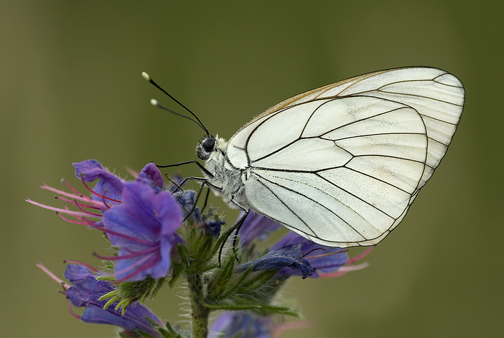 Pieride del biancospino