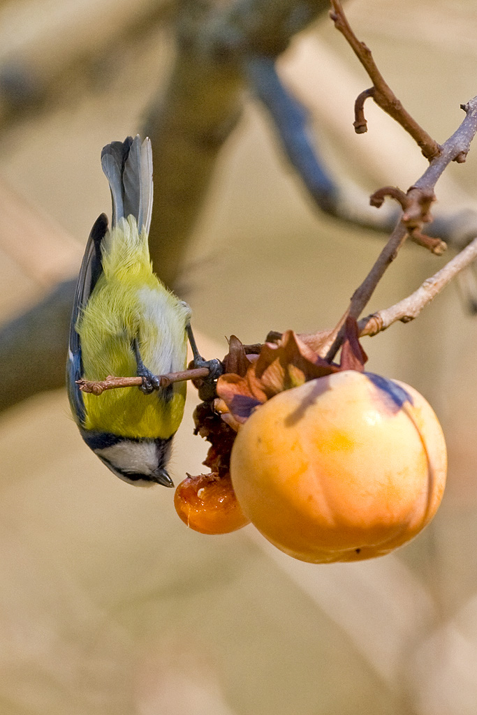 Cinciarella sul kaki