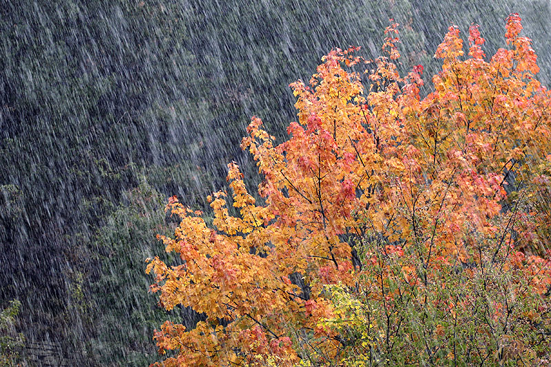 Neve d'autunno - 1