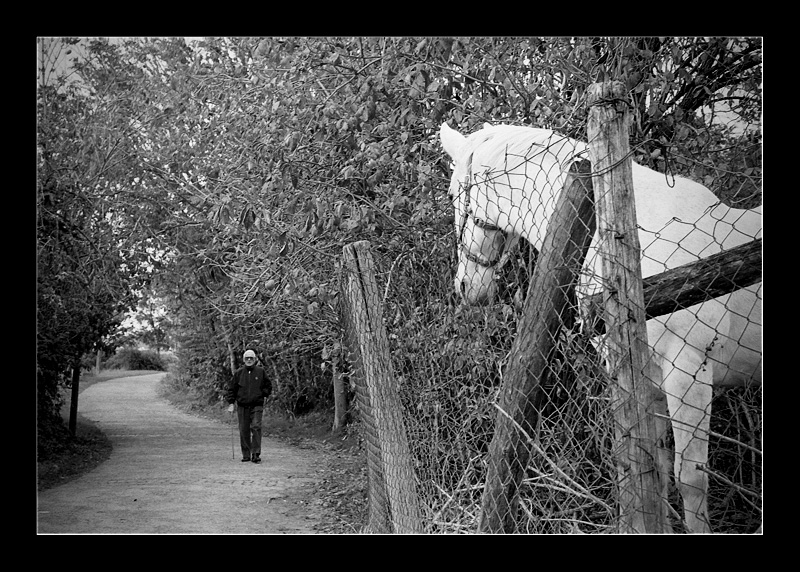 il vecchio e il cavallo