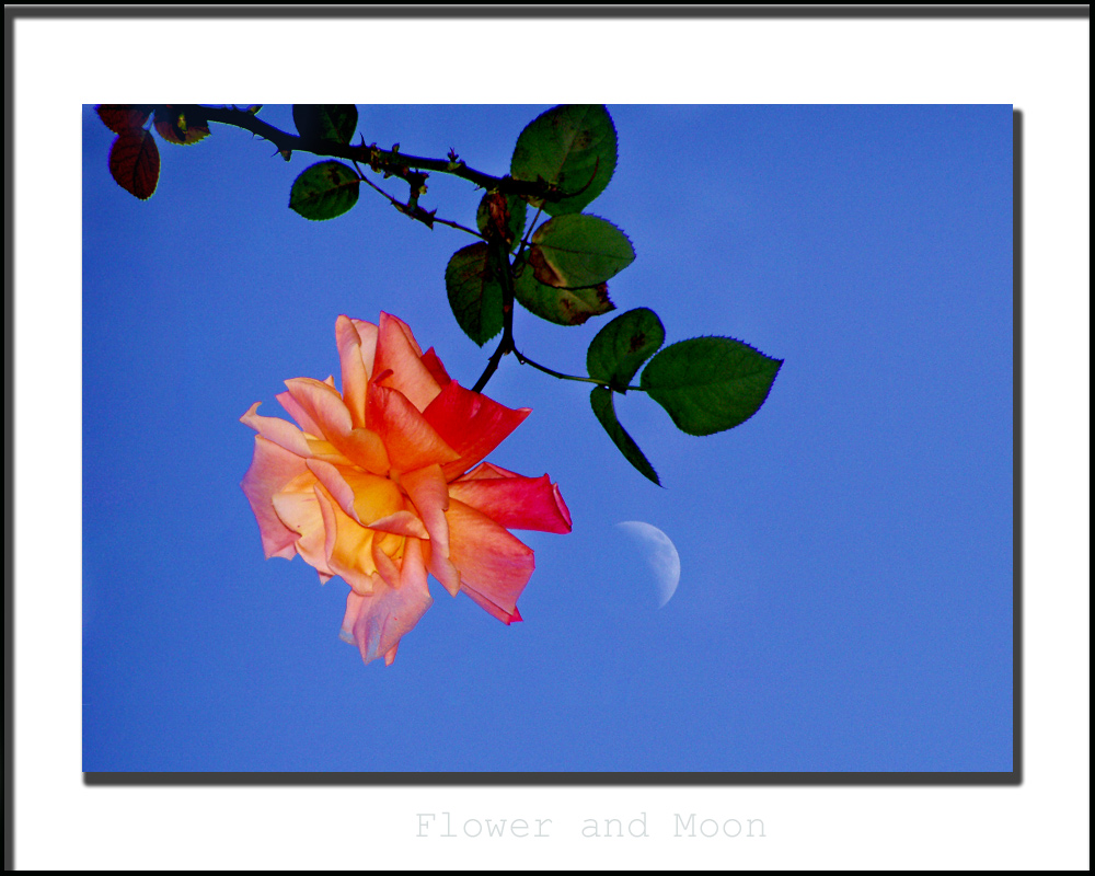Flower and Moon