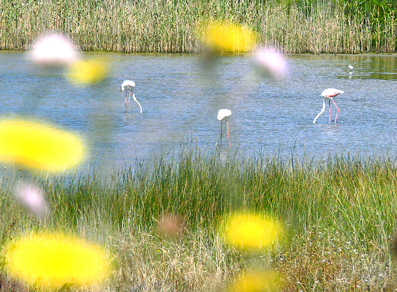 ventre a terra e accidenti alle formiche (ovvero: lo stagno dei fenicotteri)