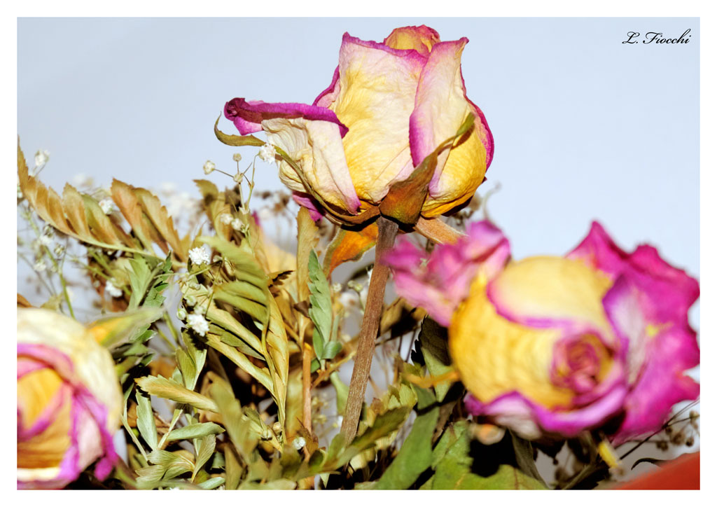 Le rose vivono nel tempo