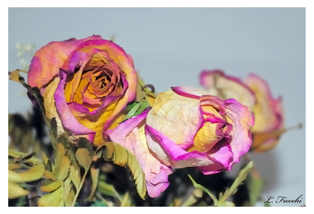 Le rose vivono nel tempo