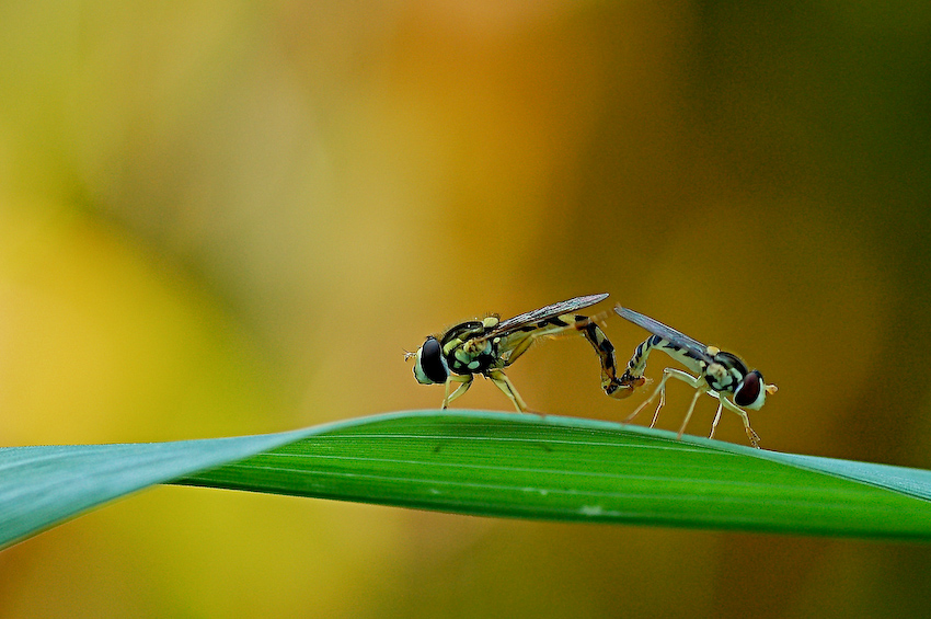 Al tramonto...� pi� bello