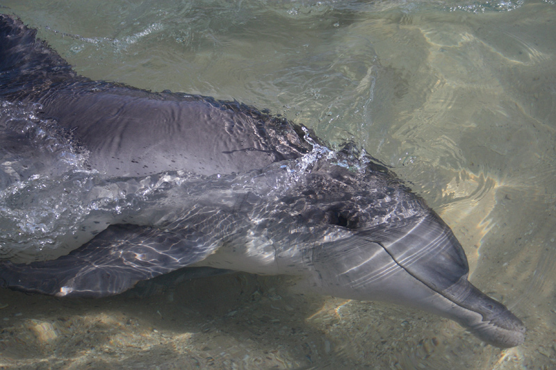 Incontro a Monkey Mia