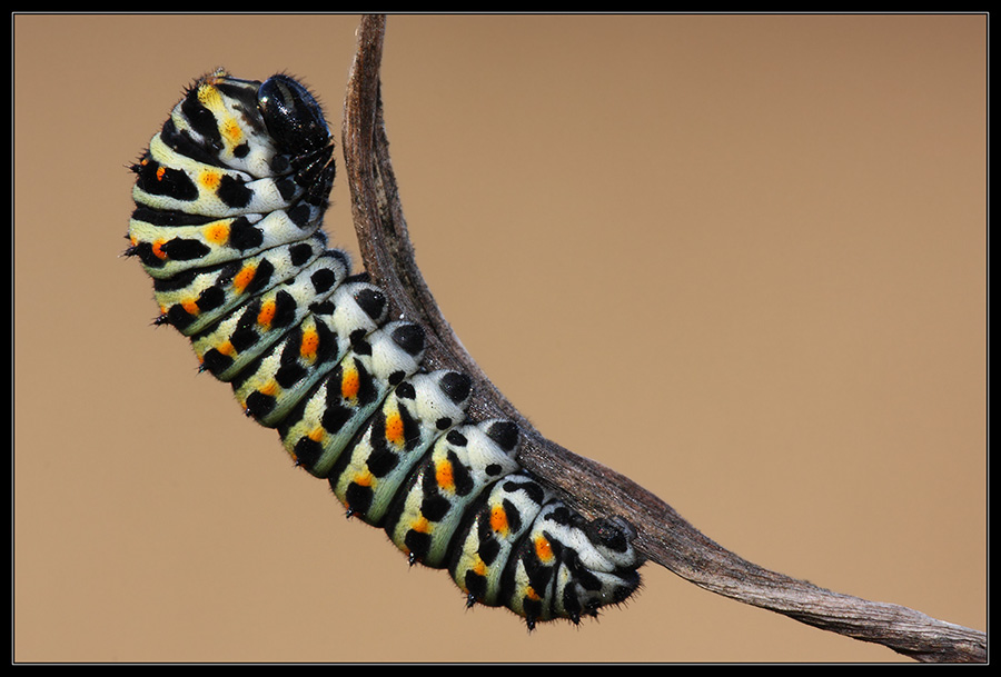 Papilio macaon