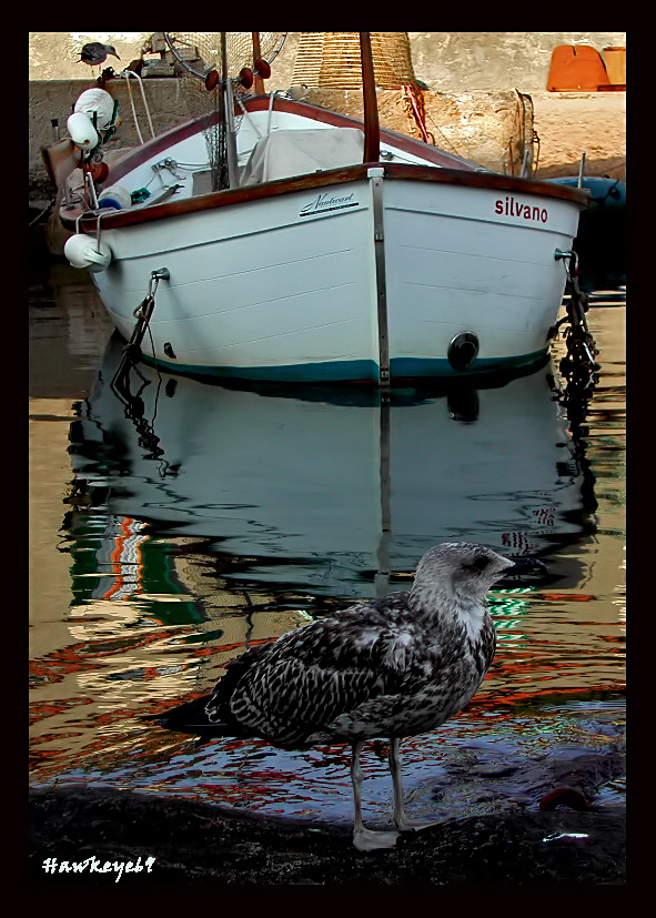 ........elementi marini..........