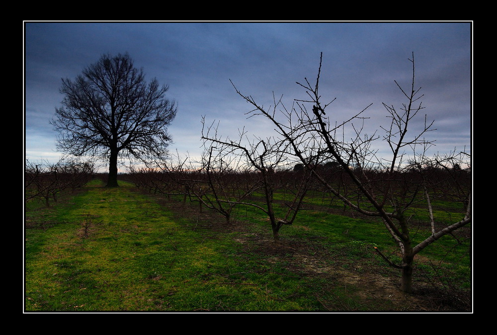 Frutteto d'inverno...