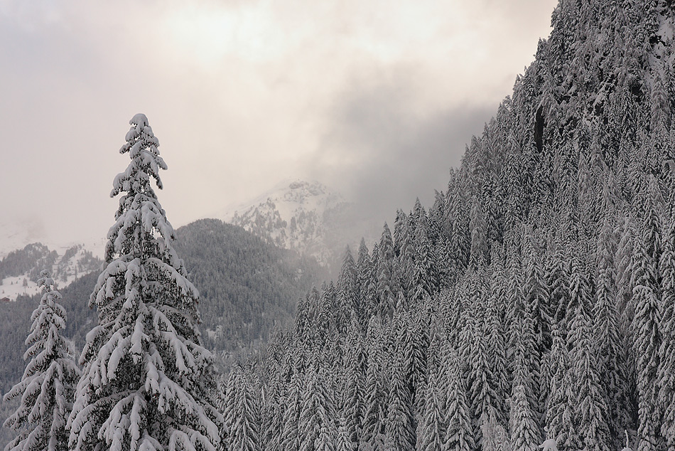 Texture Invernali...