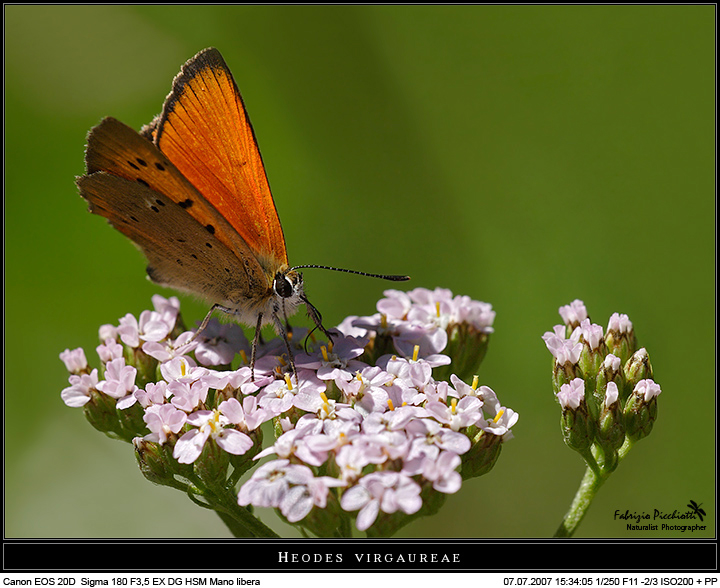 Hoedes virgaureae... la mia preferita!