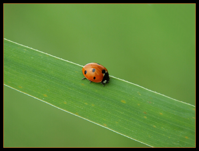 Coccinella