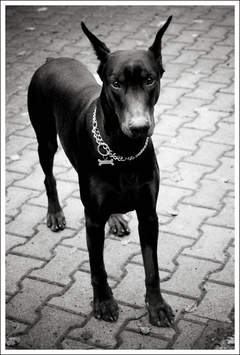 Diablo my Dobermann