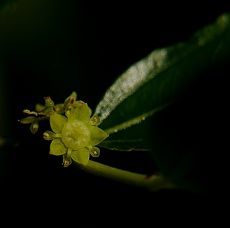 fiore delle giuggiole