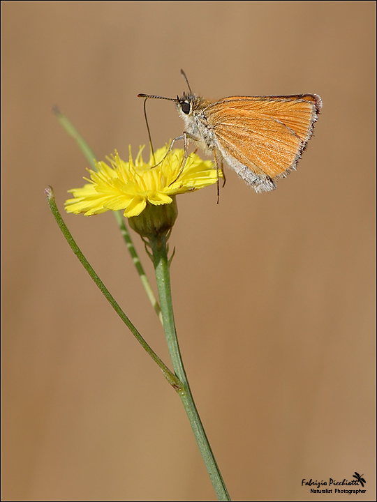 Delicatamente... farfalla!