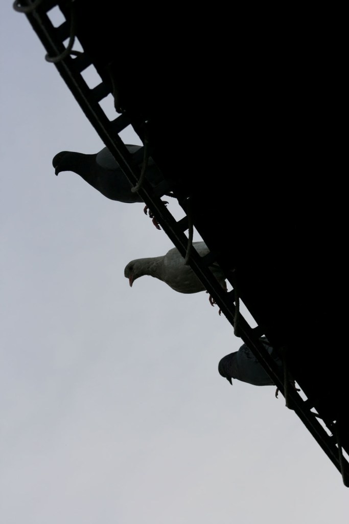 ...Come Pettegole...