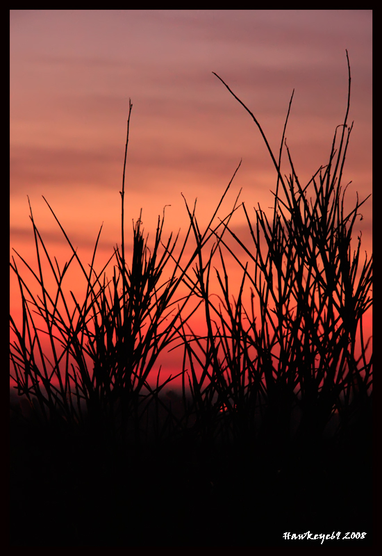 ...arbusti..............