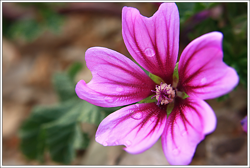 Malva Sylvestris II