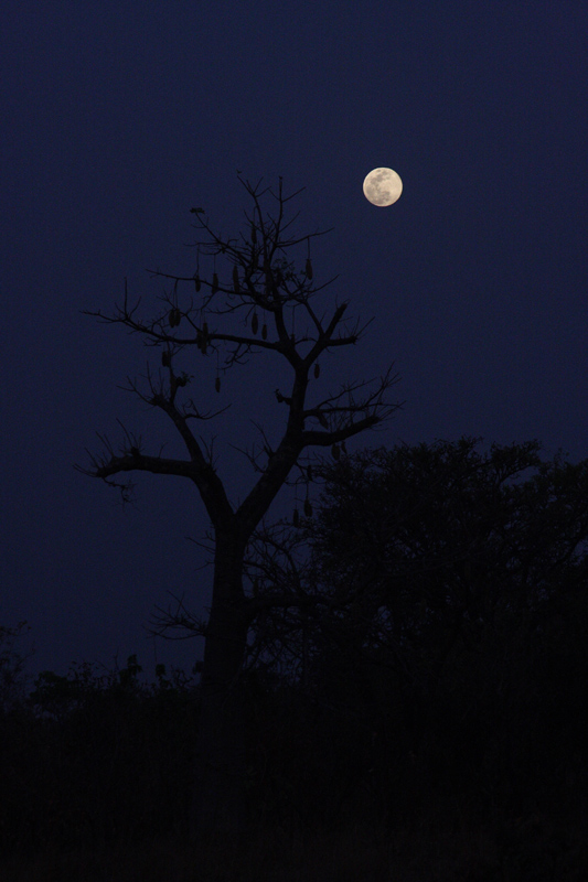 Cielo notturno africano