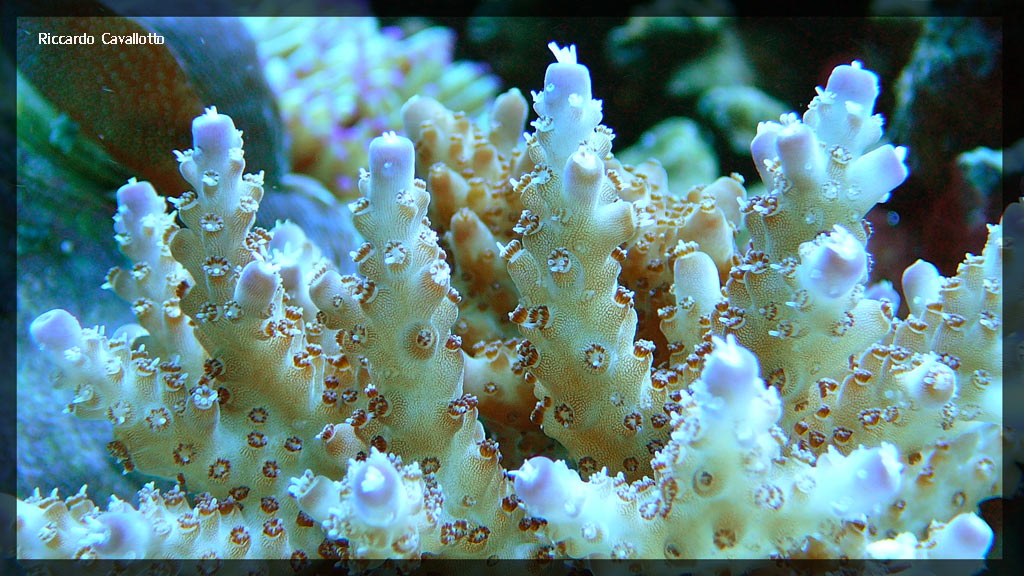 Acropora
