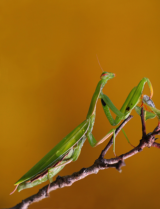 Mantis