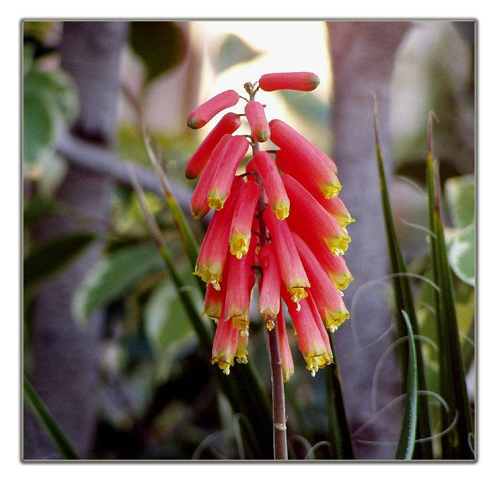 non so come si chiama