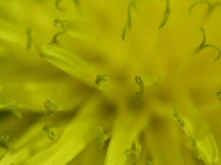 Particolare di dente di leone