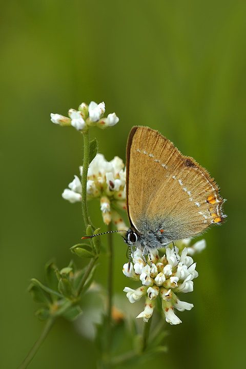 Satyrium acaciae
