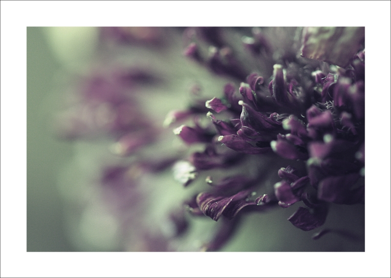 Un fiore al tramonto