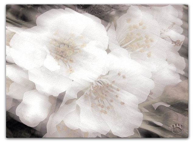 Elaborazione altro fiore