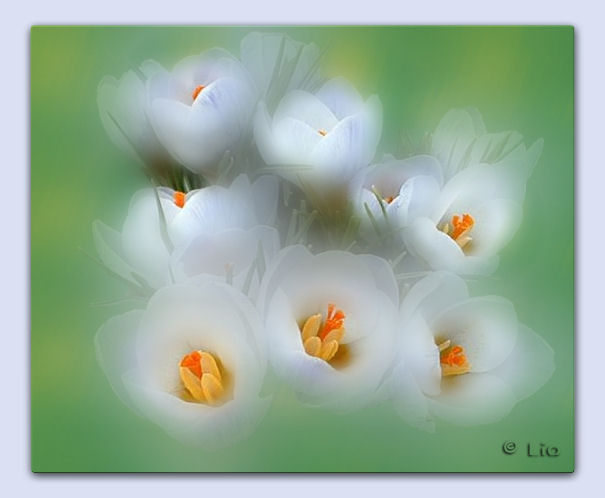 Crocus (da crop) elaborato 1