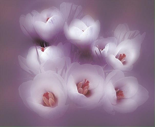 Crocus (da crop) elaborato 2