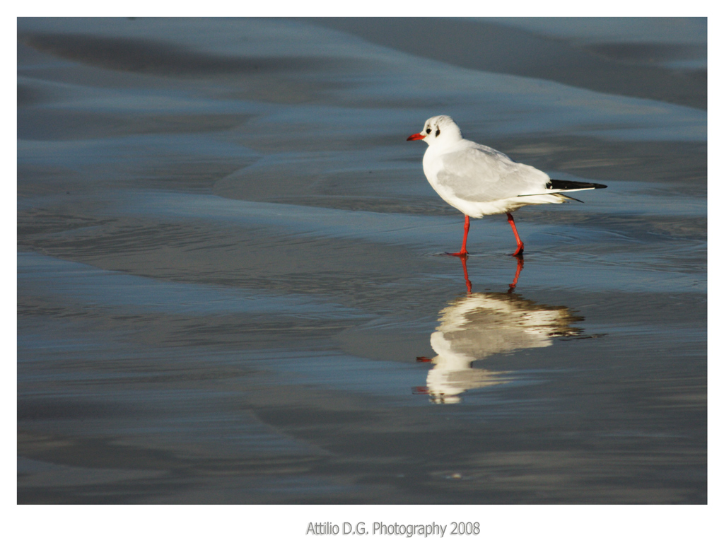 Un gabbiano solitario....
