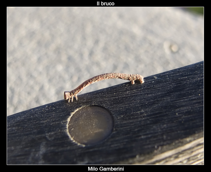 Il bruco
