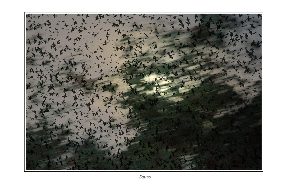 liberi, nel cielo della sera