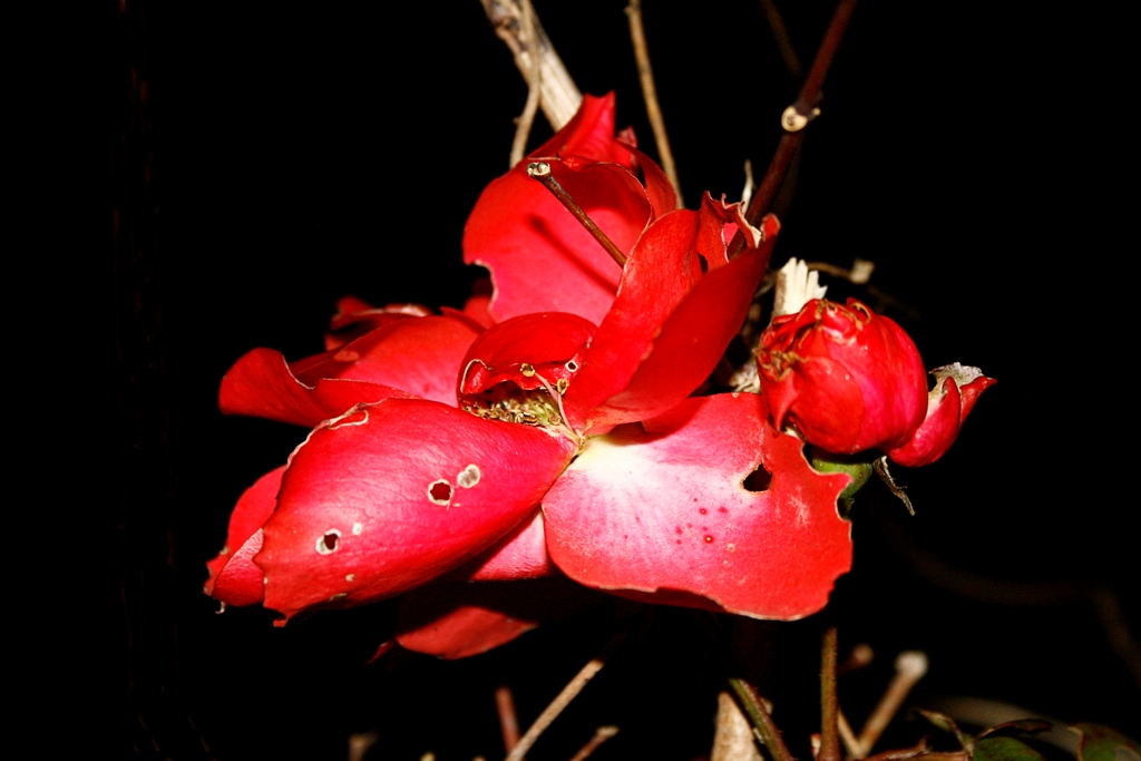 La rosa spampanata
