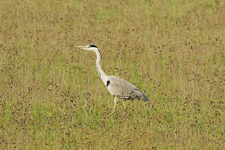 Airone Cenerino della via Emilia