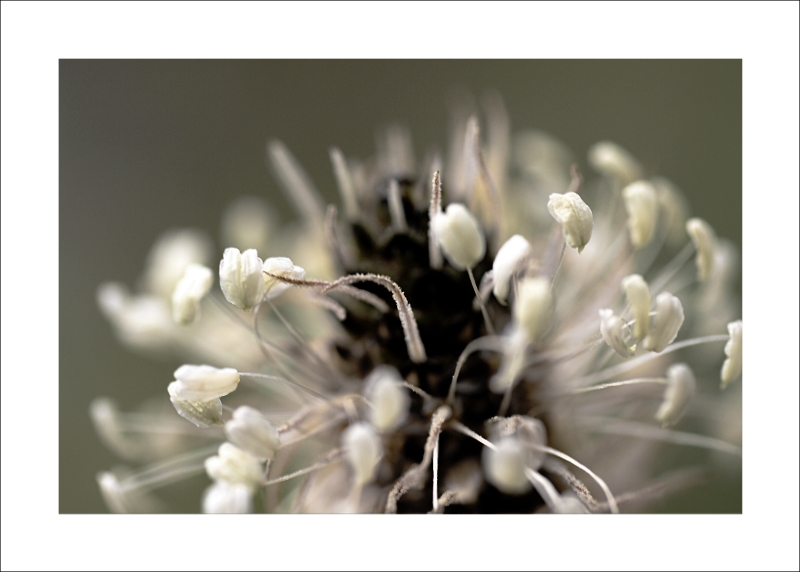 Il Tocco di Mille Dita