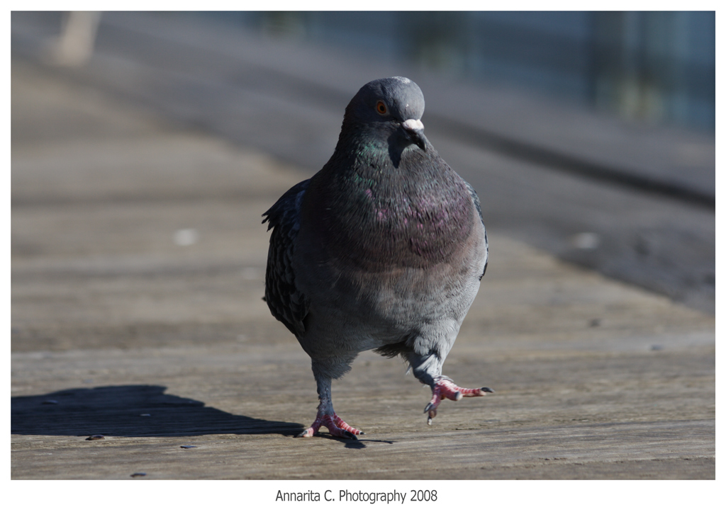 La marcia del piccione