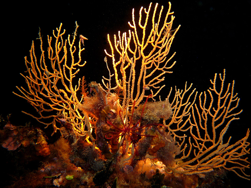 gorgonia gialla (in notturna)